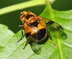 Image of Volucella inflata (Fabricius 1794)