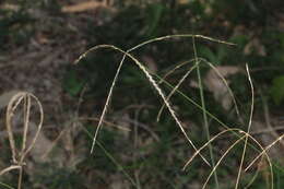 Image de Chloris ventricosa R. Br.