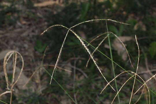 صورة Chloris ventricosa R. Br.