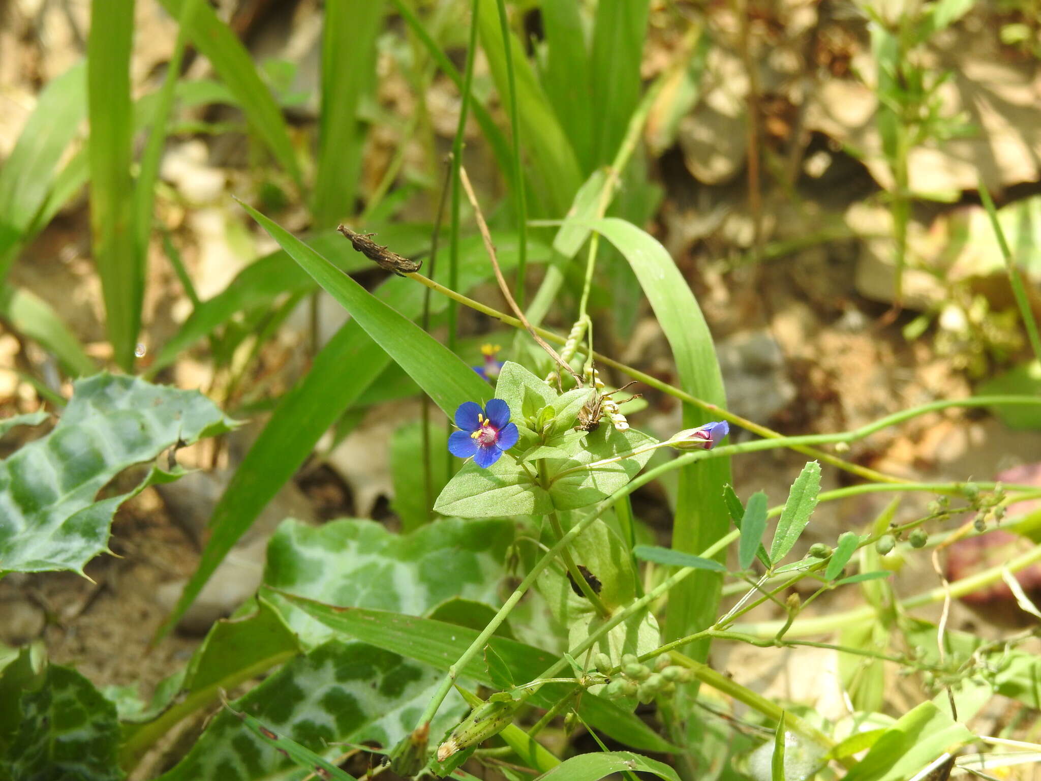 Imagem de Lysimachia foemina (Mill.) U. Manns & Anderb.