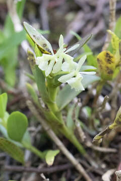 Image of Epidendrum difforme Jacq.