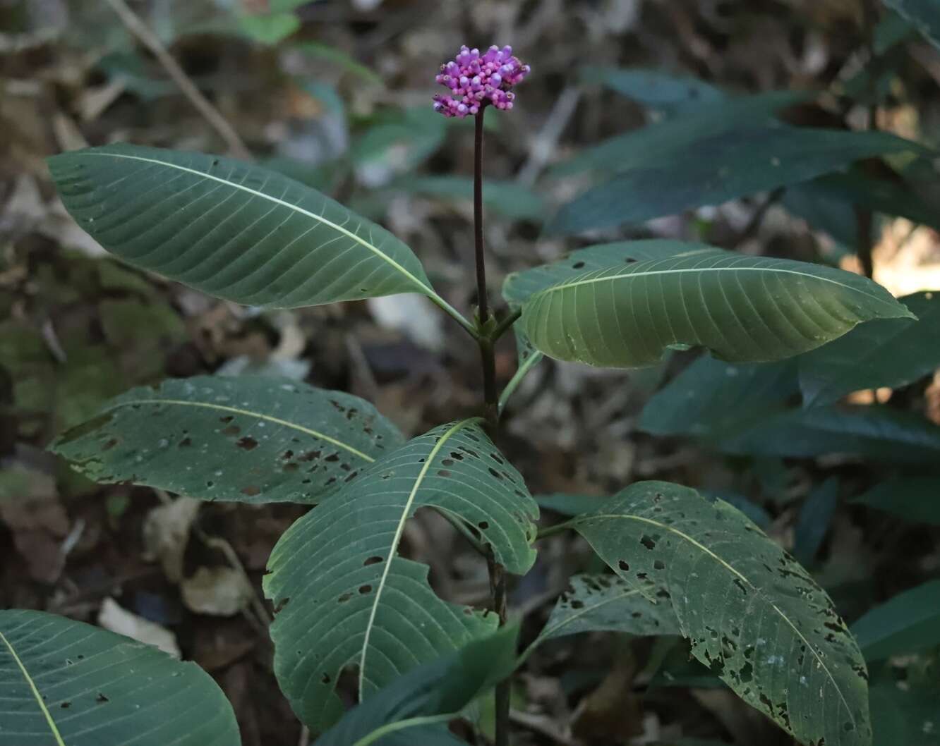 Plancia ëd Palicourea paulina