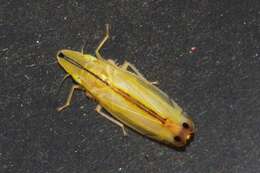 Image of Two-spotted leafhopper