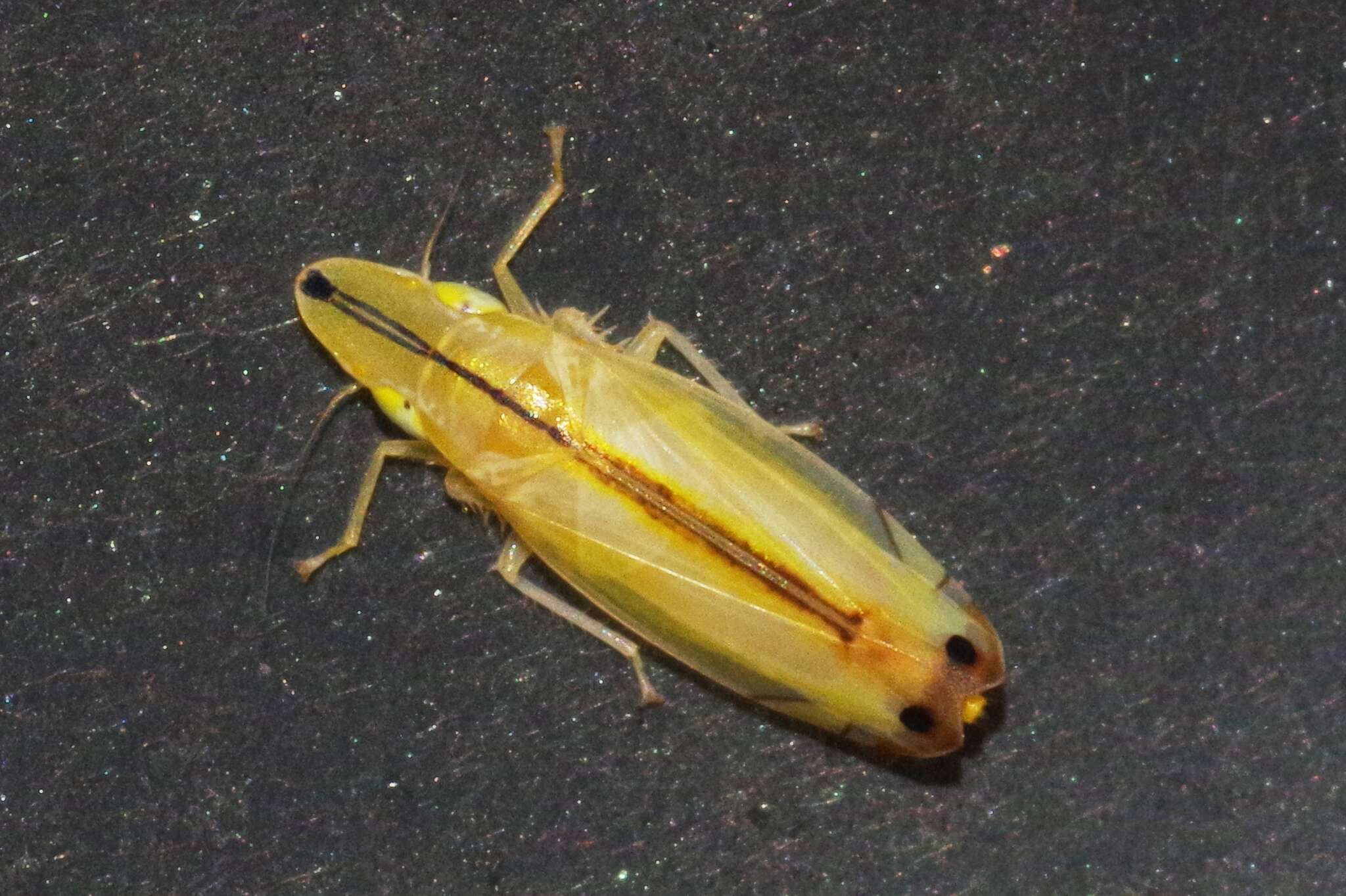 Image of Two-spotted leafhopper