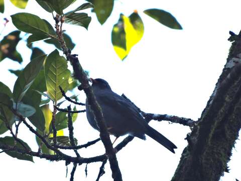 Imagem de Myadestes melanops Salvin 1865