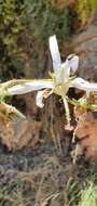 Image of Rough-leaved Michauxia