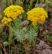 Image de Athanasia crithmifolia (L.) L.