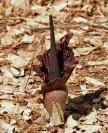 Image of Amorphophallus mossambicensis (Schott ex Garcke) N. E. Br.