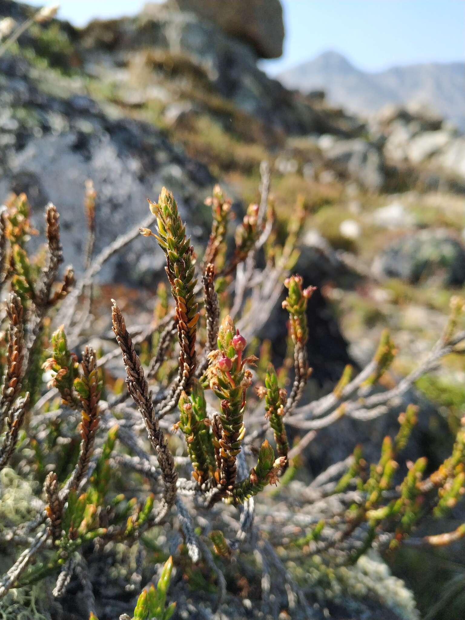 Imagem de Cassiope ericoides (Pall.) D. Don