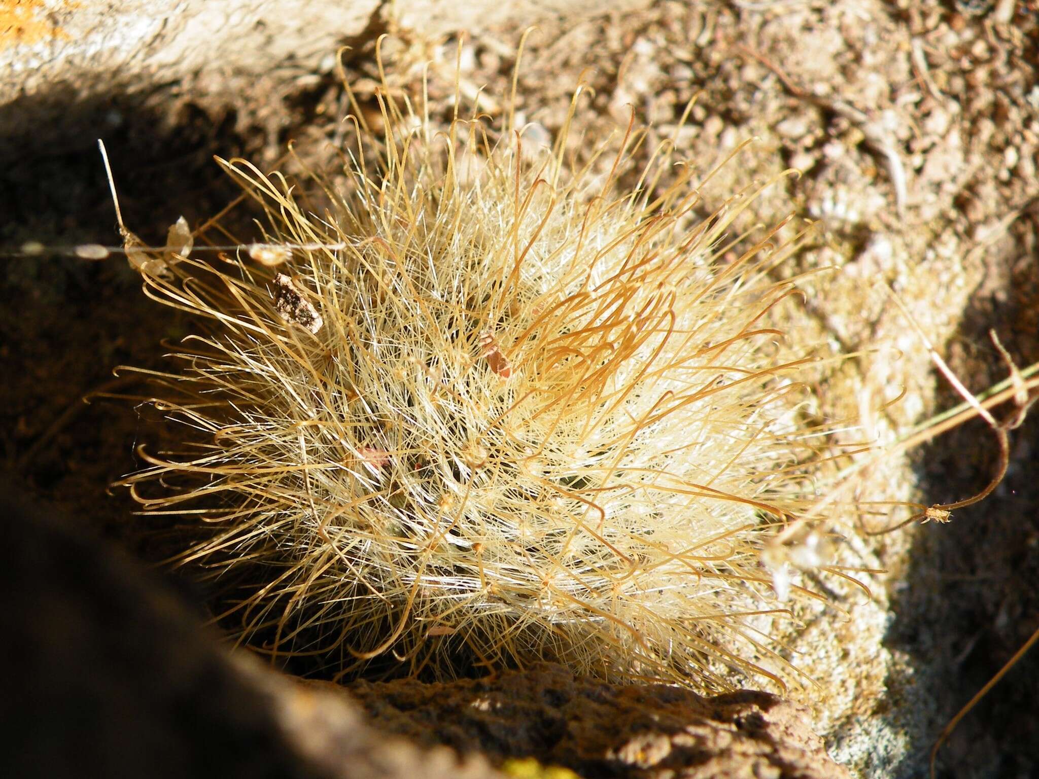 Image of Mammillaria jaliscana subsp. zacatecasensis (Shurly) D. R. Hunt