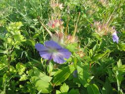 Image of Geranium platyanthum Duthie