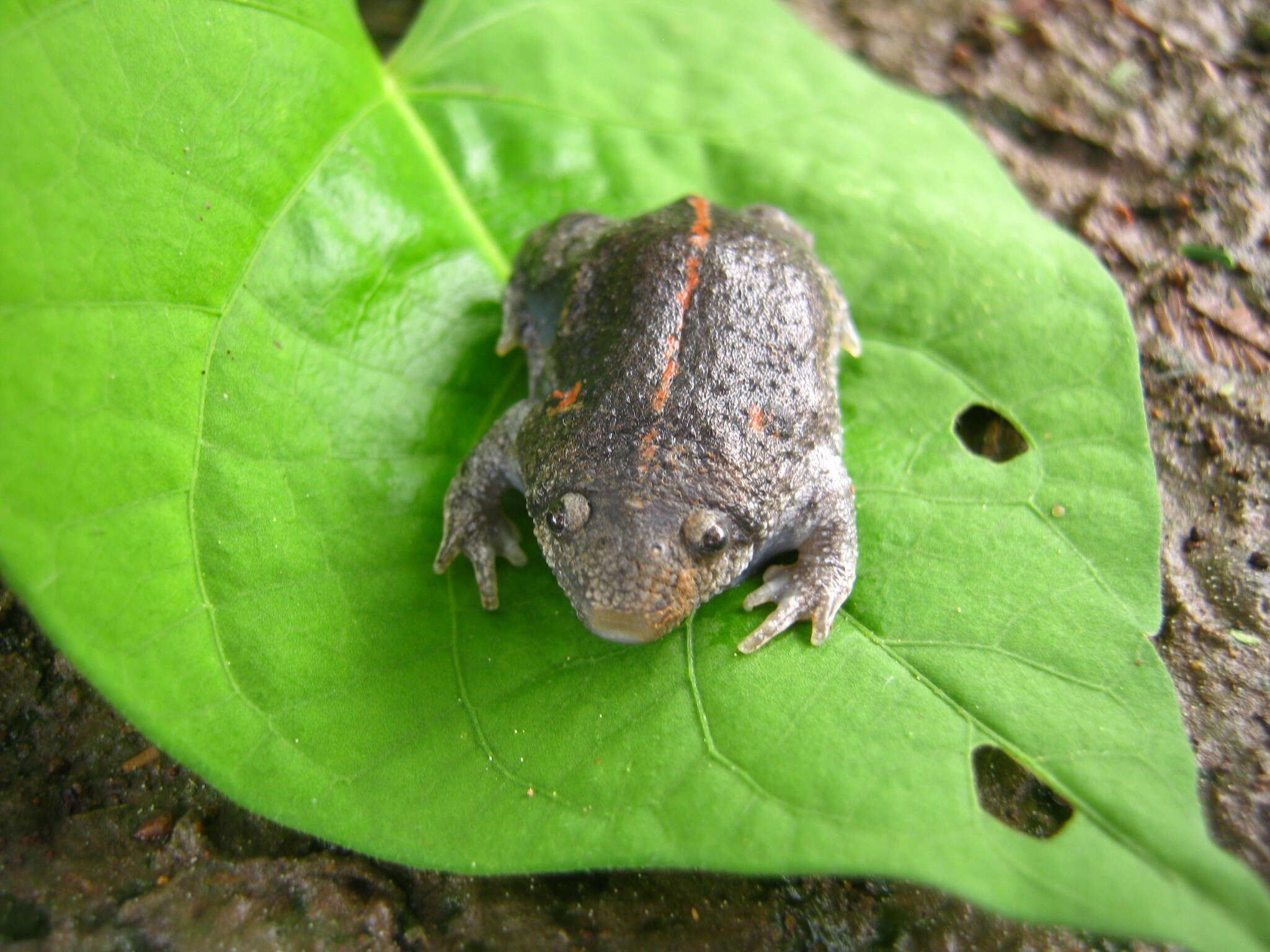 Image de Rhinophrynidae Günther 1859