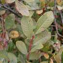 Image of Salix onusta Bess.