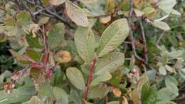 Image of Salix onusta Bess.