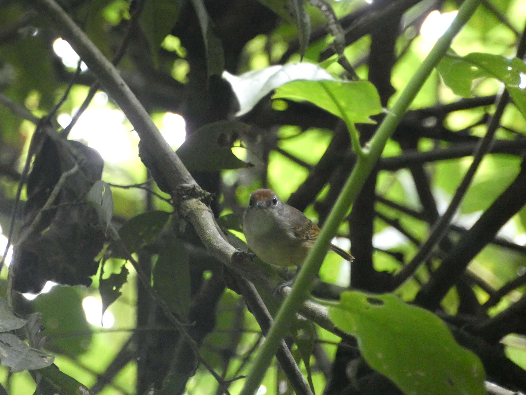 Image of Plain Antvireo