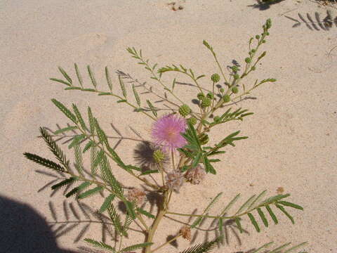 Image of <i>Mimosa rupertiana</i>