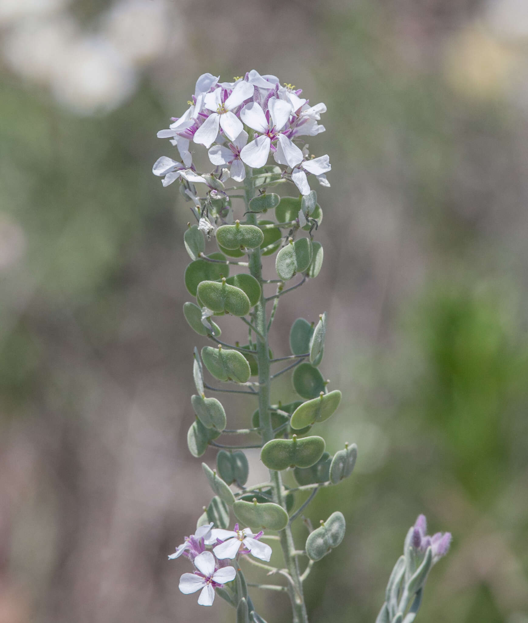 Dimorphocarpa candicans (Raf.) Rollins的圖片