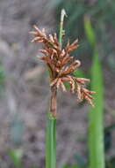 Image of Lepidosperma gladiatum Labill.