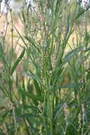 Image of Grass-leaved orache