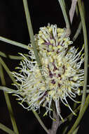 Image of Hakea scoparia subsp. scoparia