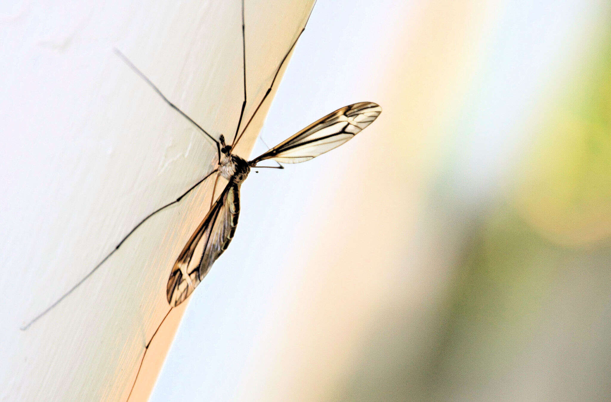 Image of Tipula (Yamatotipula) caloptera Loew 1863