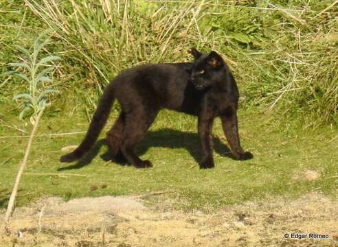 Imagem de Leopardus geoffroyi (d'Orbigny & Gervais 1844)