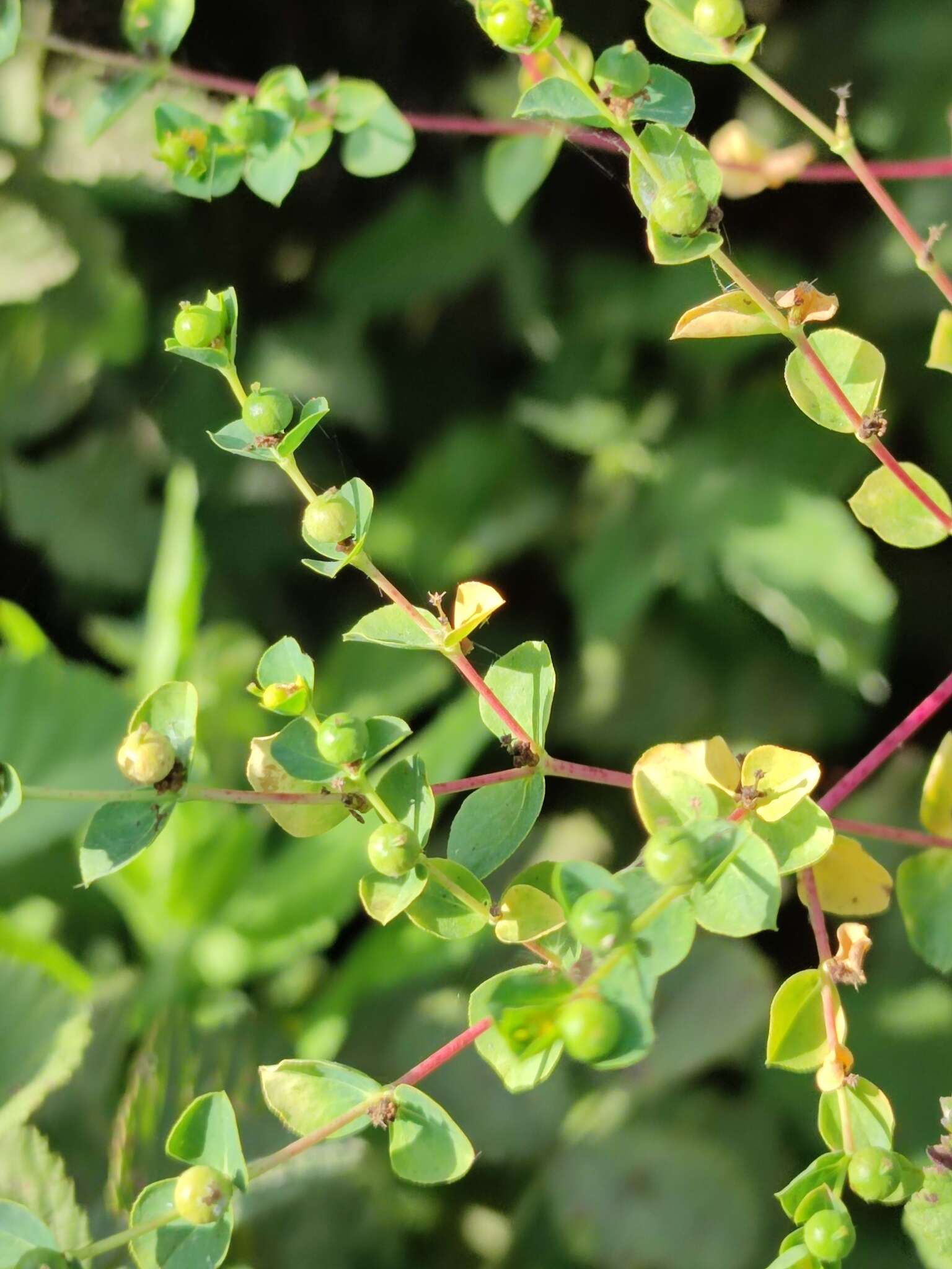 Image of Euphorbia microsphaera Boiss.