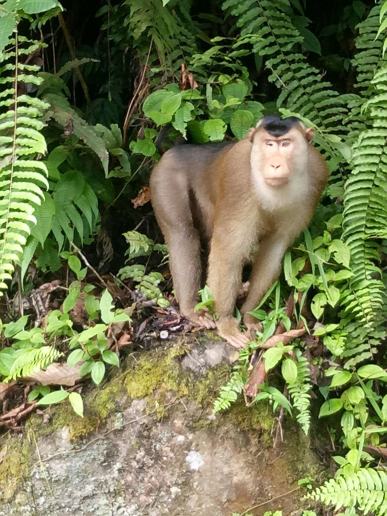 Image of Pig-Tail Macaque