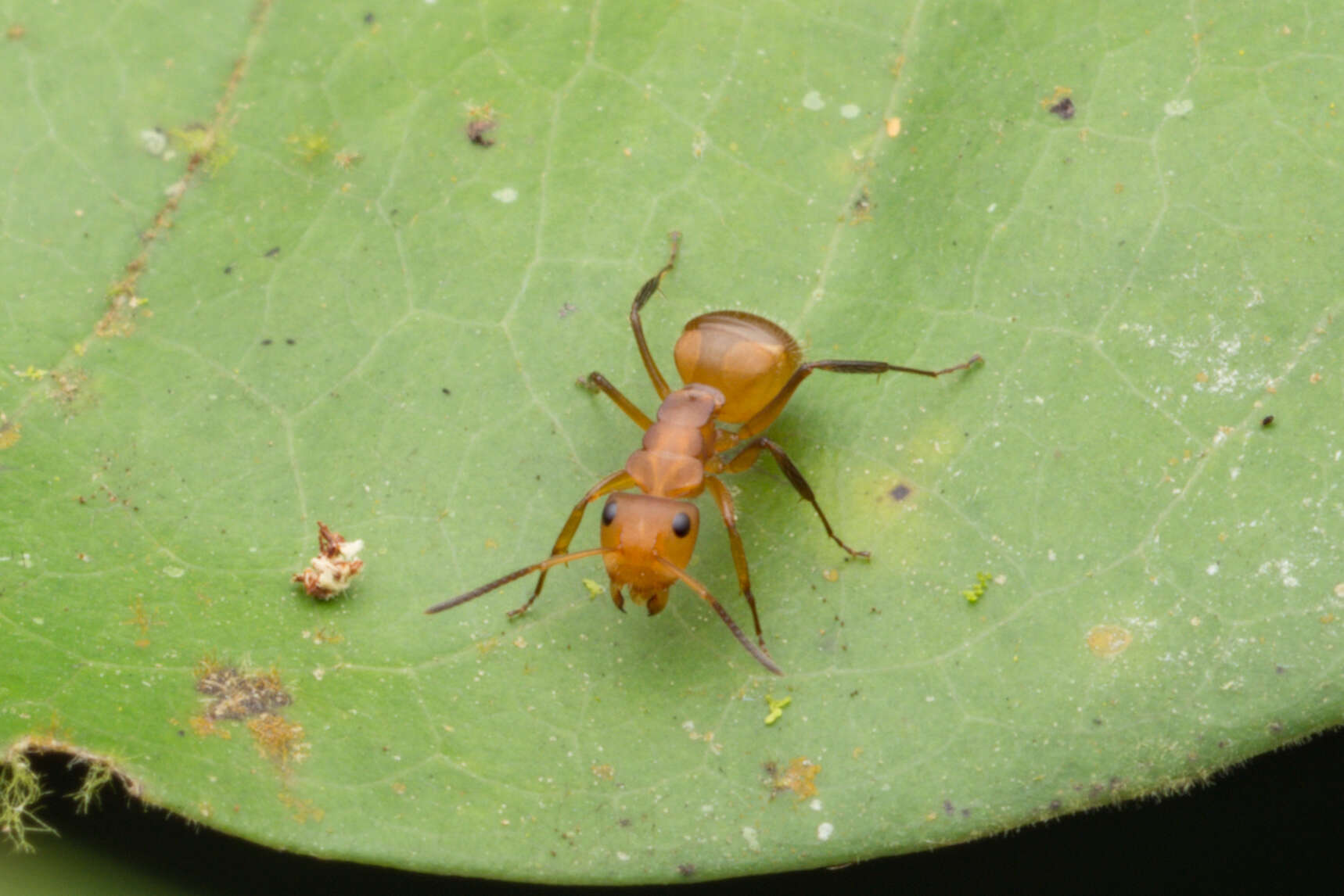 Imagem de Camponotus latangulus Roger 1863