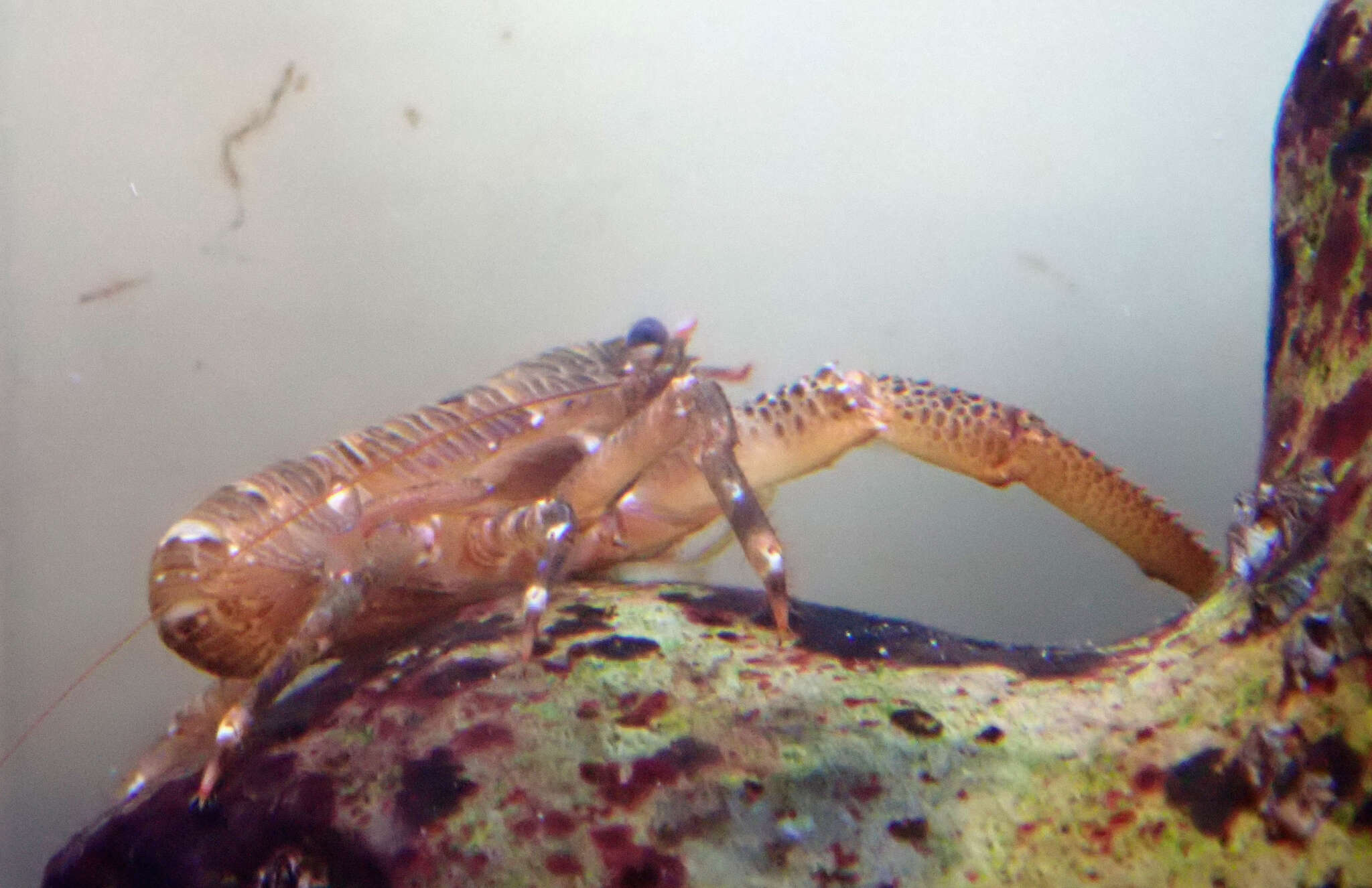 Image of Leach's squat lobster