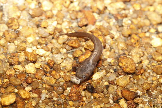 Image de Megophrys brachykolos Inger & Romer 1961