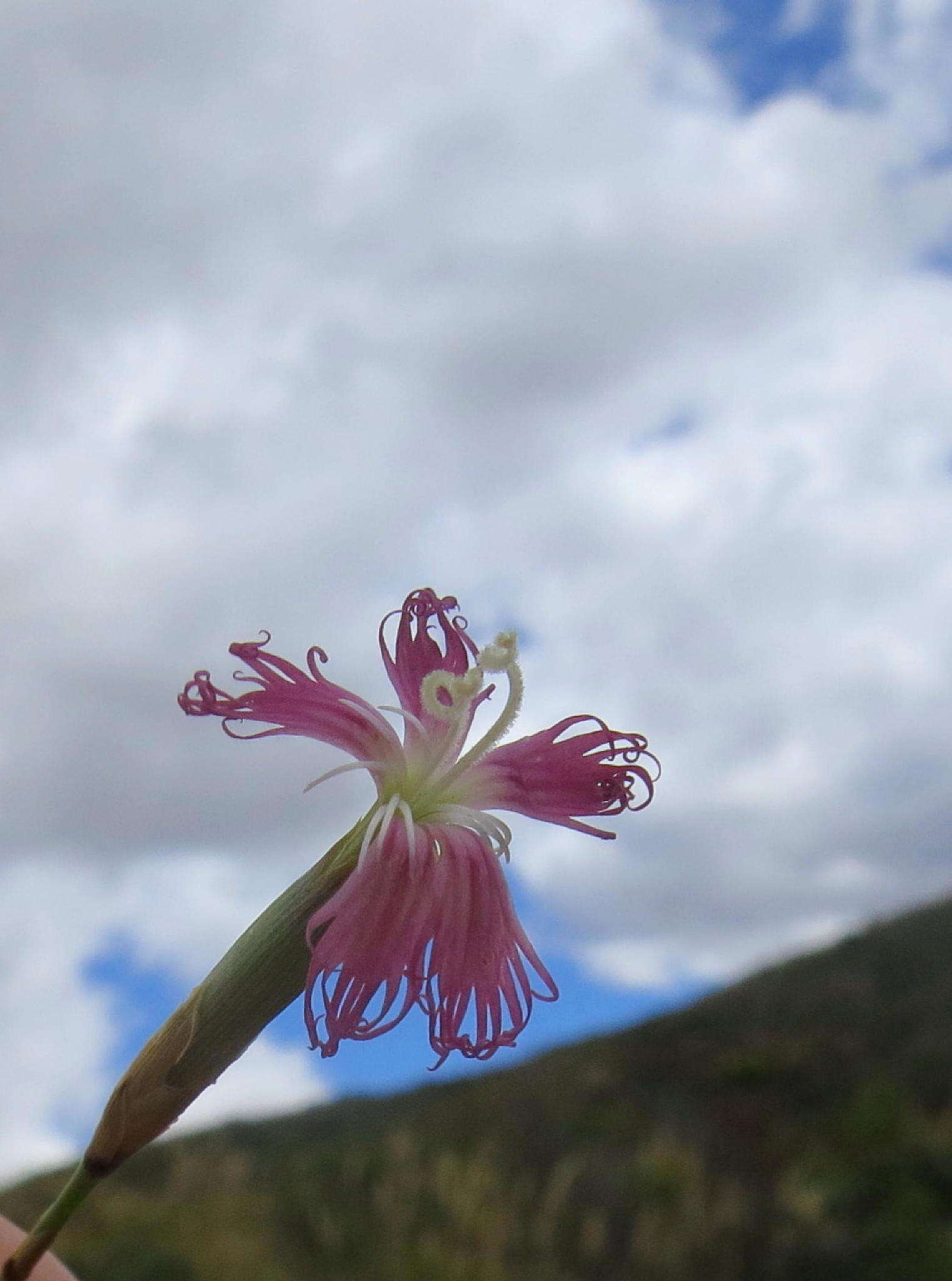 Dianthus bolusii Burtt Davy的圖片