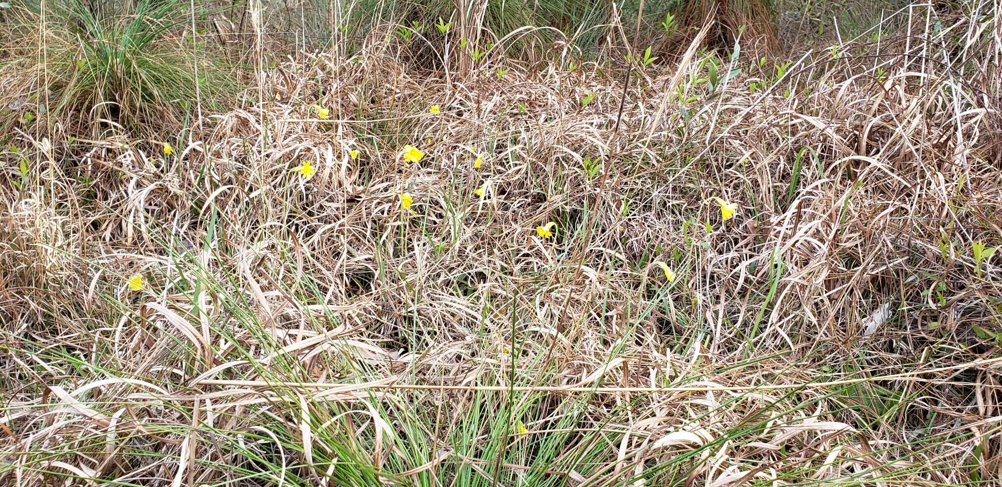 Image of yellow butterwort