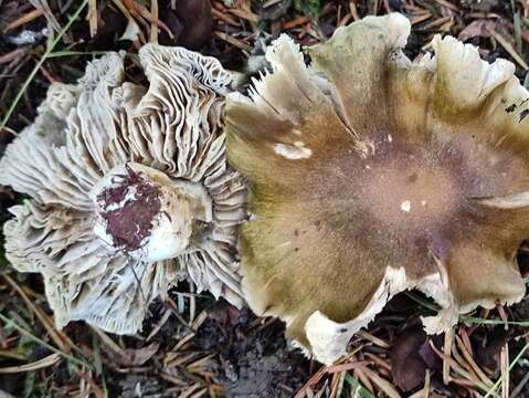 Image of Tricholoma luridum (Schaeff.) P. Kumm. 1871