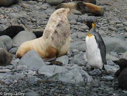 Image of Antarctic Fur Seal