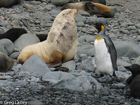 Image of Antarctic Fur Seal