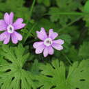 Primula palmata Hand.-Mazz. resmi