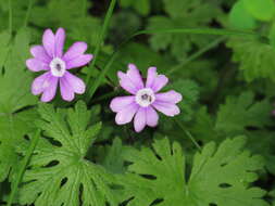 Слика од Primula palmata Hand.-Mazz.