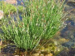 Image de Carex reuteriana subsp. reuteriana