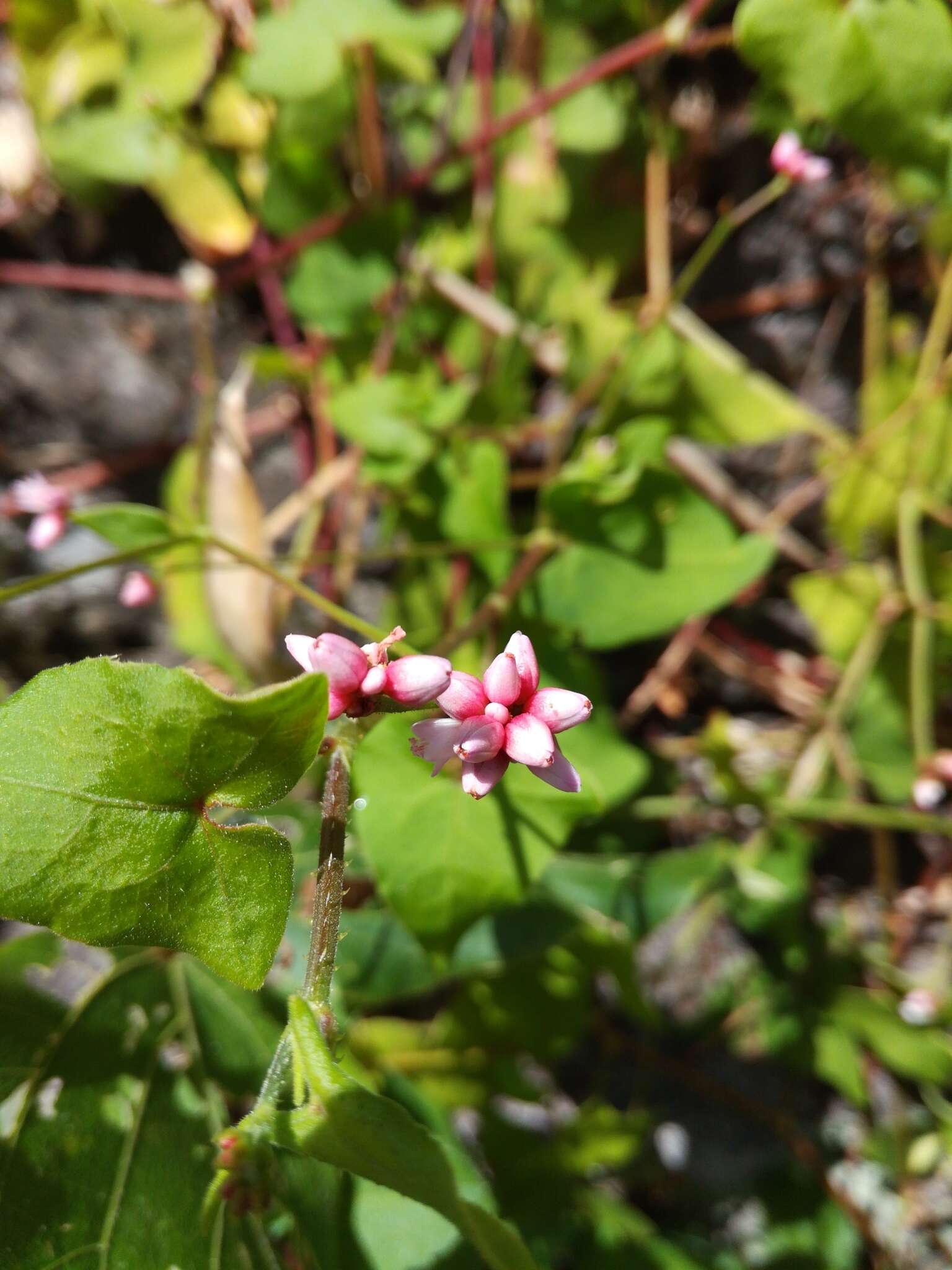 Persicaria senticosa (Meisn.) H. Gross的圖片