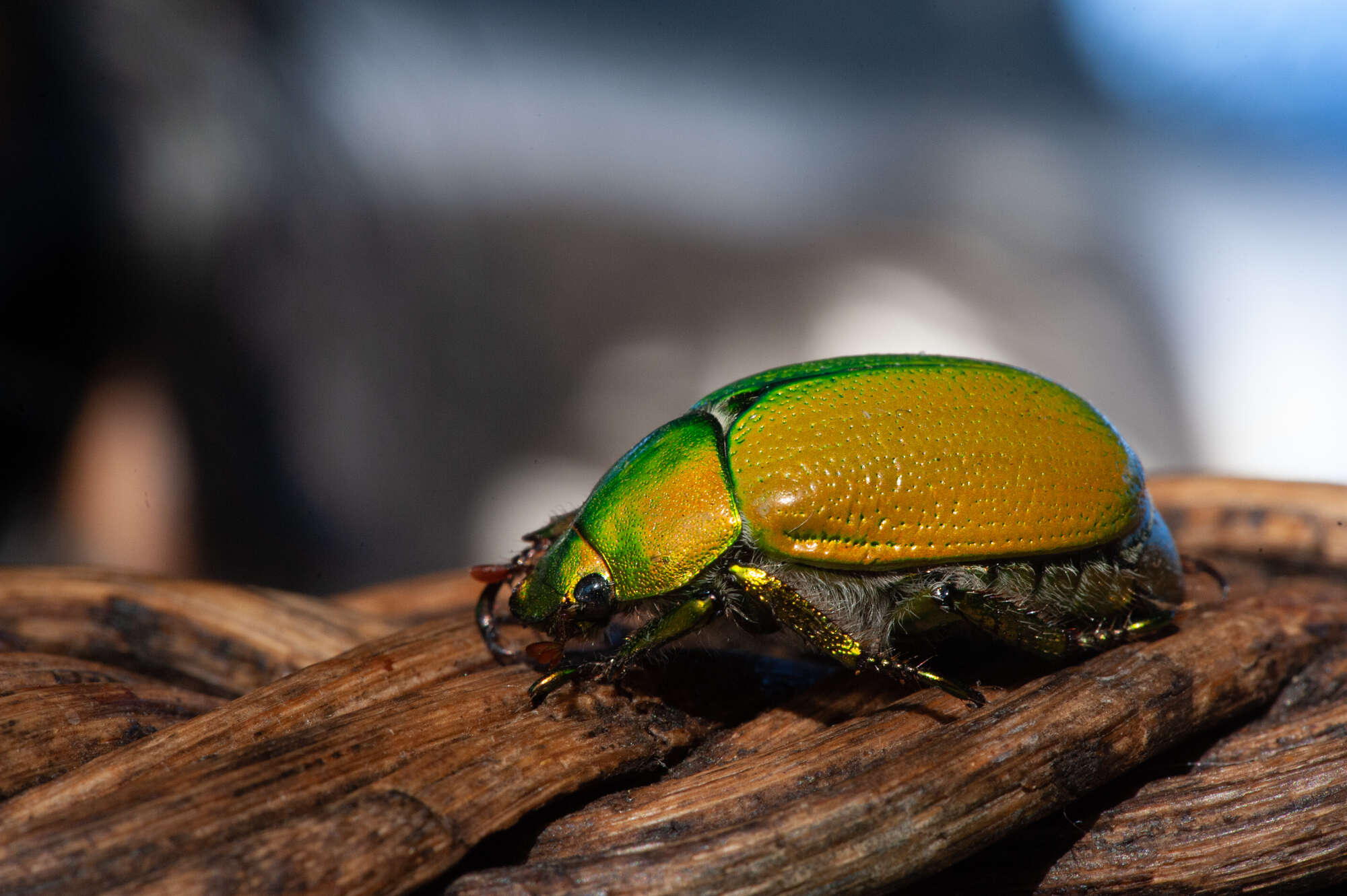 Image de Anoplostethus opalinus Brullé 1837