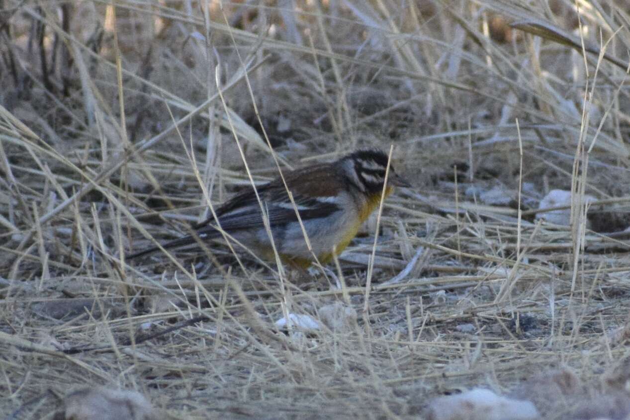 Imagem de Emberiza flaviventris princeps Clancey & Winterbottom 1960