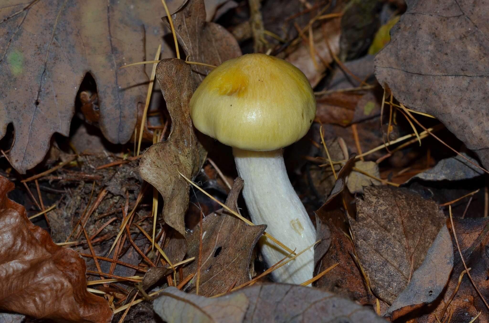 Image of Hygrophorus lucorum Kalchbr. 1874