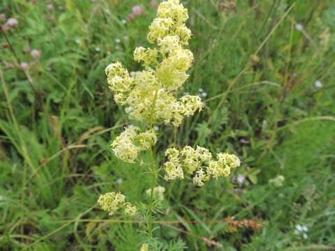 Plancia ëd Galium pomeranicum Retz.