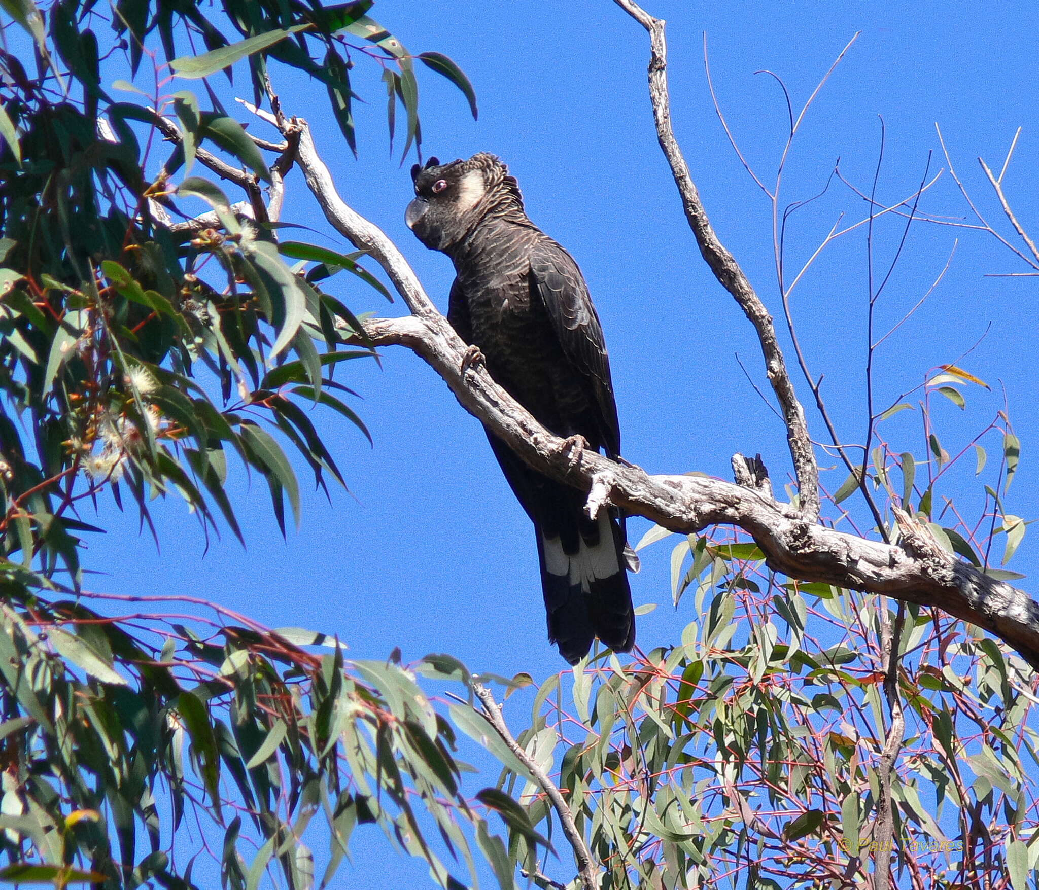 Image of Carnaby's Black Cockatoo