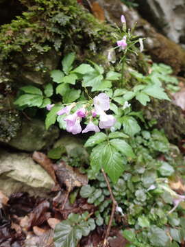 Image of Cardamine quinquefolia (M. Bieb.) Schmalh.