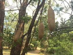 Image of sausage tree