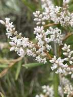 Image of Leucopogon australis R. Br.