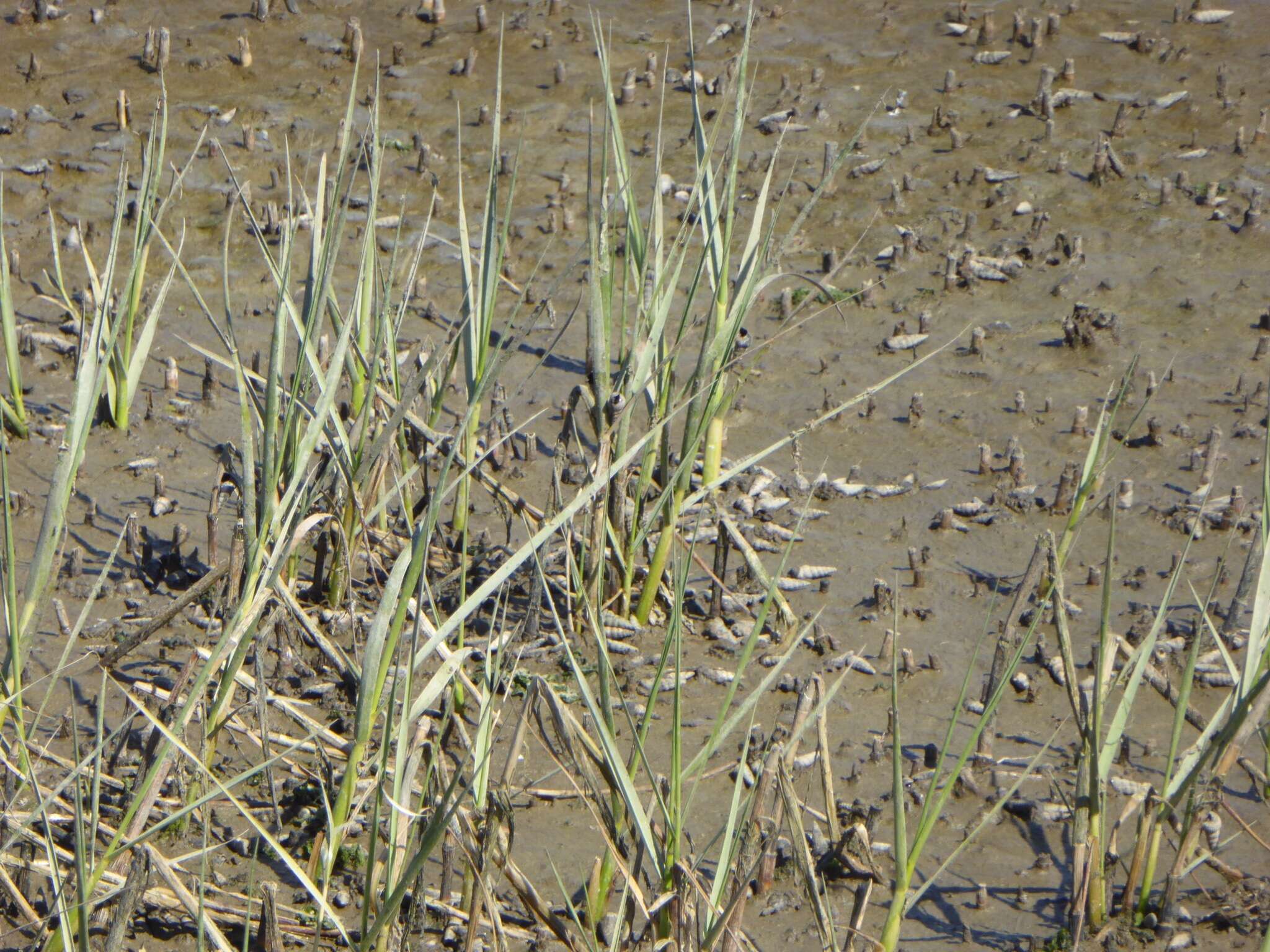 Image of California Cord Grass