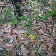 Plancia ëd Bossiaea stephensonii F. Muell.